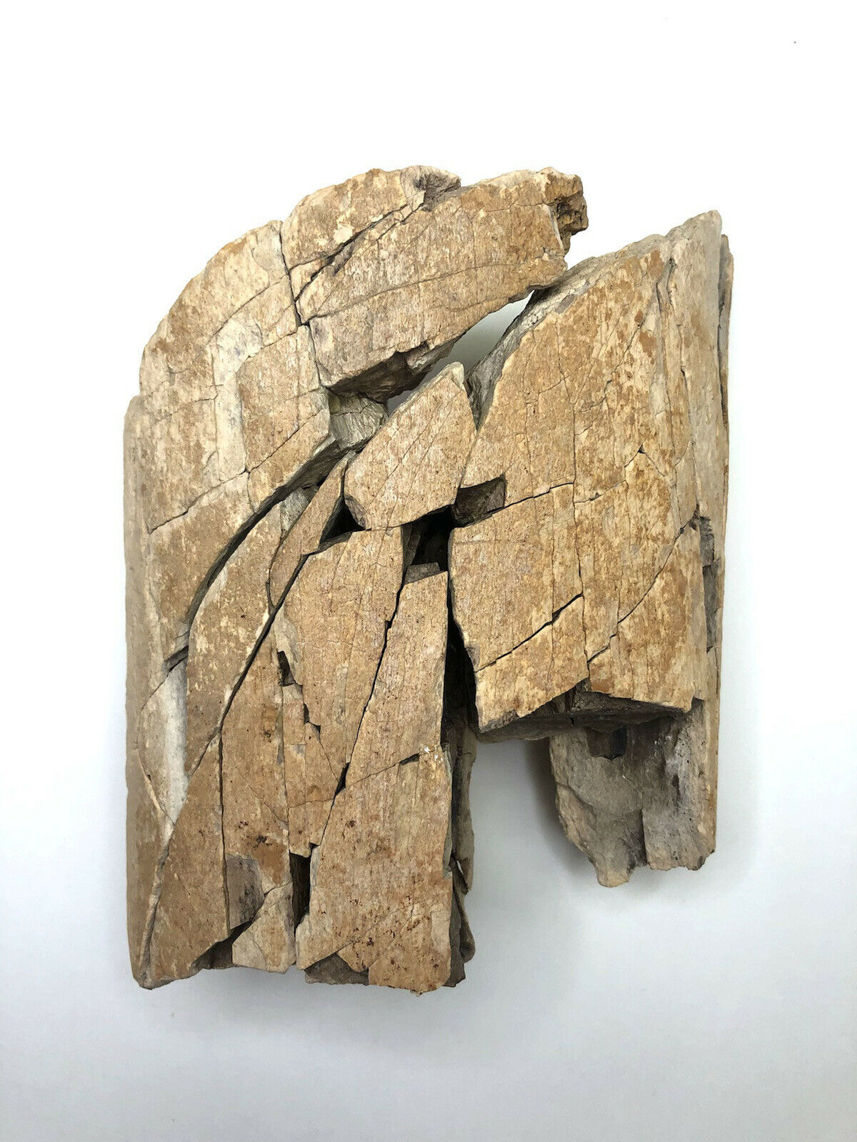 Large Dinosaur Leg Bone Fragment- Judith River Formation