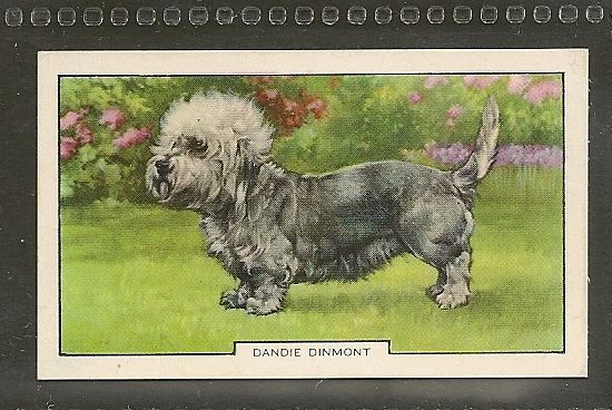 1938 Uk Dog Art Full Body Study Gallaher Cigarette Card Dandie Dinmont Terrier