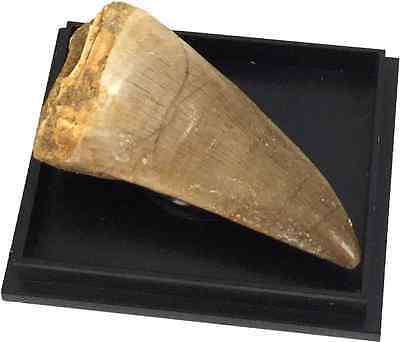Mosasaur Dinosaur Tooth Fossil, 1" To 1 1/2" In Acrylic Museum Case Includes Coa