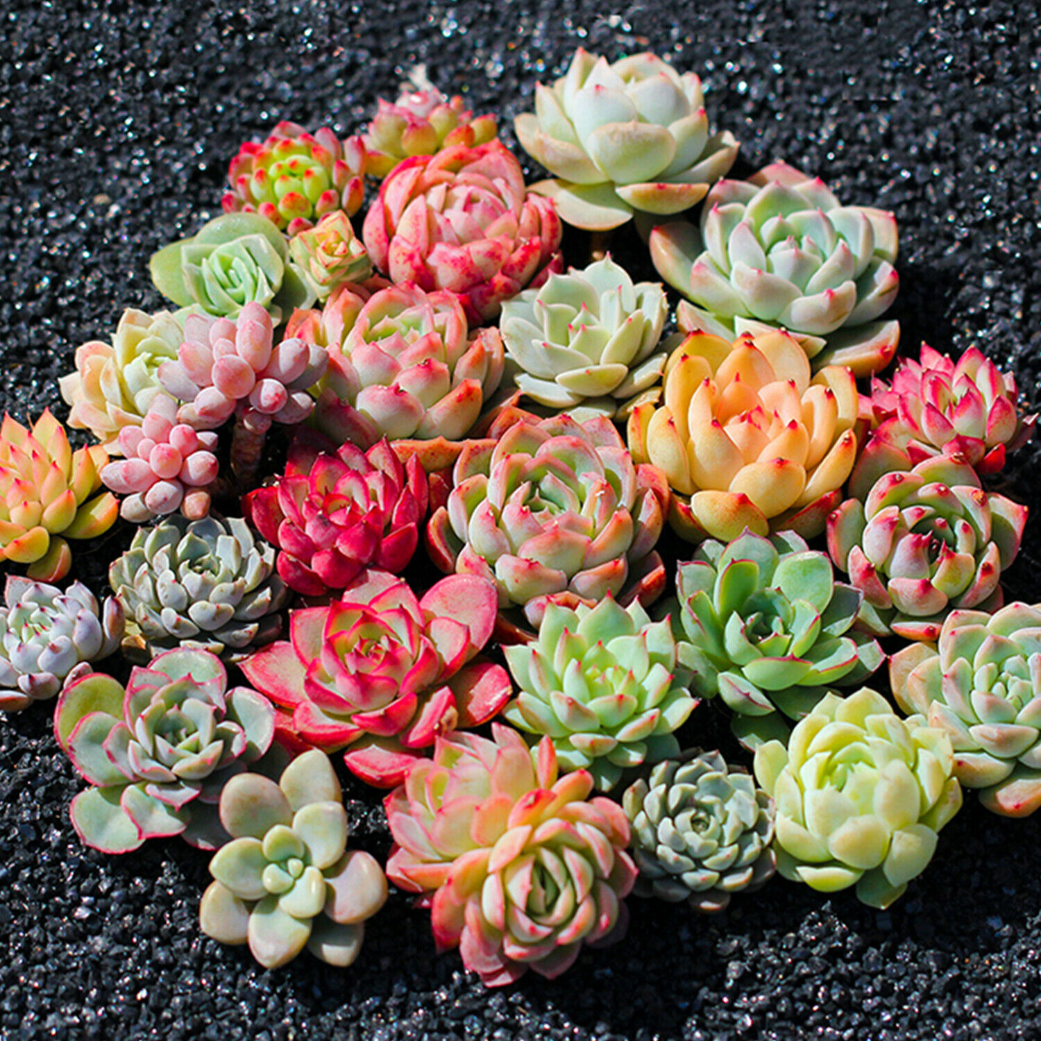 Assorted Rosettes Succulent Plants Mini Fully Rooted In Planter Pots With Soil