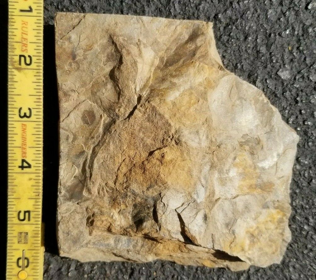 Jurassic Dinosaur Footprint, Grallator, Trace Fossil, Free Shipping
