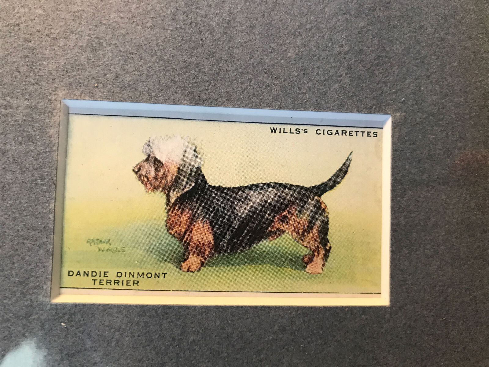 Matted Dandie Dinmont Terrier 1937 Series Of Dogs Wills’s Cigarette Card